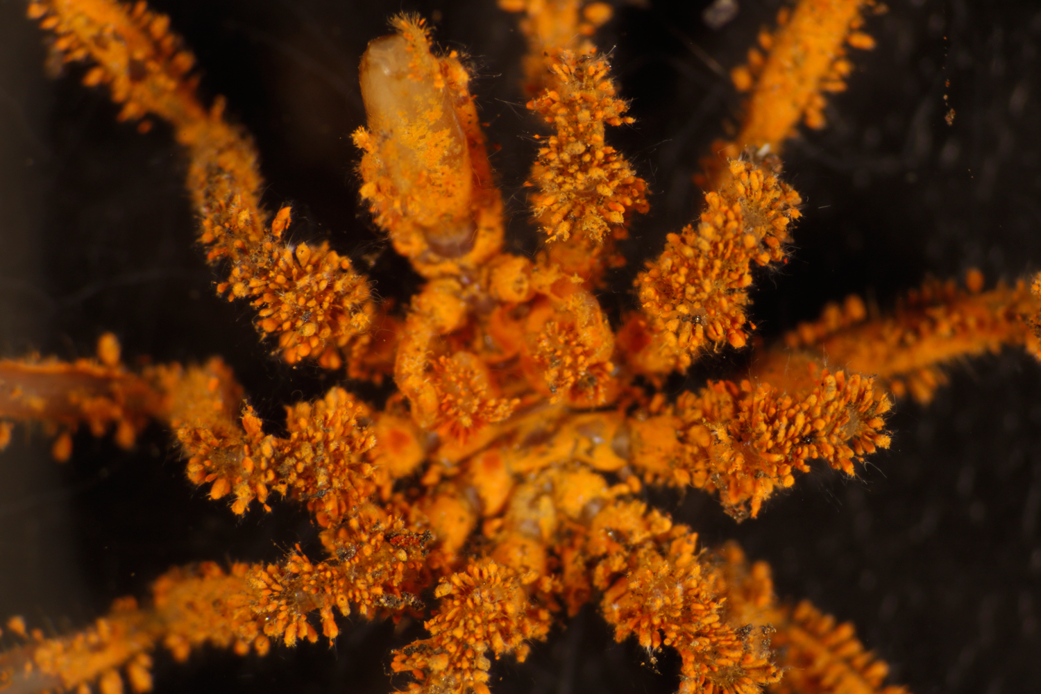 Underside of a sea spider Ammothea (the proboscis - head end - is toward the top). Its body and hairs are heavily coated with iron-rich encrustation as well as bacterial filaments. The normal color of this animal is pale yellow.