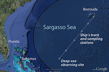 sargasso-sites-350