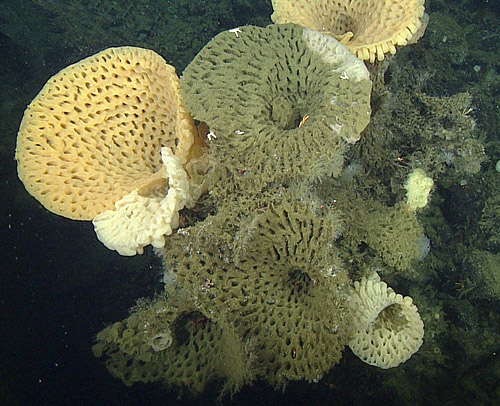 MBARI researchers photographed these large goiter sponges during an ROV dive on Sur Rdige in 2014.