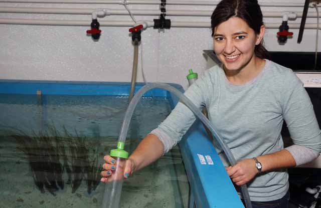 Postdoctoral Fellow Stephanie Bush conducts research on cephalapods in a joint project with the Monterey Bay Aquarium. Photo by Randy Wilder