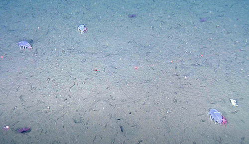 This photograph of the muddy seafloor offshore of Monterey Bay shows three Scotoplanes sea cucumbers, at least two of which are host to juvenile king crabs. Photo: © 2011 MBARI