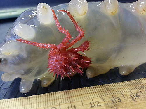 This juvenile king crab was photographed on board one of MBARI's research vessels. It is still holding onto its host sea cucumber, despite the long ROV ride to the surface. Photo: Josi Taylor © 2011 MBARI