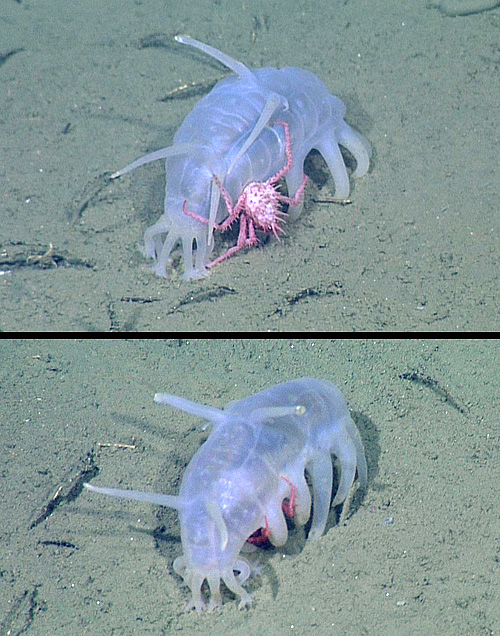 Juvenile king crabs sometimes crawl arond on the sides of sea pigs, but more often hide beneath the sea pigs, as shown in the bottom image. Photo: (c) 2011 MBARI