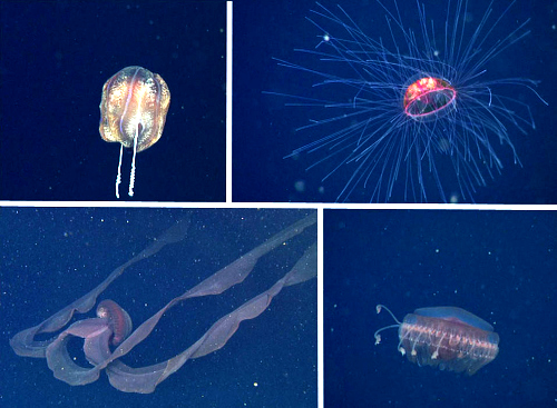 Upper left: This cydippid comb jelly is about the size of a cantaloupe. Upper right: This beautiful jelly, Crossota millsae is somewhat rare—in 25 years we've only seen it approximately 70 times with our ROVs. It is named after one of our favorite jelly researchers, Dr. Claudia Mills. Lower left: Stygiomedusa gigantea is one of the largest jellies we see in the deep sea. The bell (in the center of the photo) was about 60 centimeters (nearly two feet) in diameter and the oral arms (trailing up and to the right in the photo) are many meters long. MBARI's ROVs have only seen this jelly eight times. Lower right: Atolla gigantea is a rare jelly only that we collected for our colleague at home George Matsumoto.