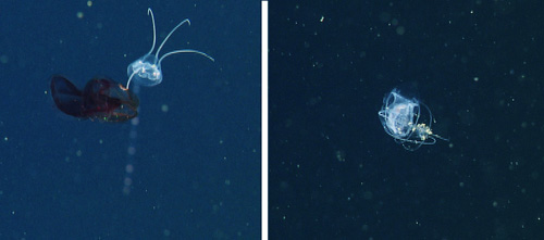 Left, The jellyfish Aegina sp. holding on to the comb jelly Lampocteis cruentiventer in hopes of eating it later. Right, Aegina sp. eating another Aegina sp.