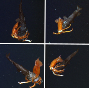 A relatively small squid, Gonatus onyx, attacking an owlfish, Bathylagus sp. This squid is probably four to five inches long, while the owlfish is about 10-12 inches long.