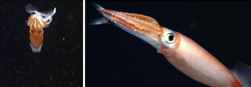 Left, One squid (Gonatus sp.) eating another Gonatus sp. The red one is winning and the white one losing. Right, Gonatus sp. eating a fish, most likely a lanternfish. You can see the white tail of the fish peeking out of the squid’s arm tips.