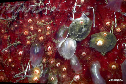 Animal life has increased since our last visit in 2011. This close-up video image shows grey tunicates, flower-like medusa, and white tubeworms, among other animals.