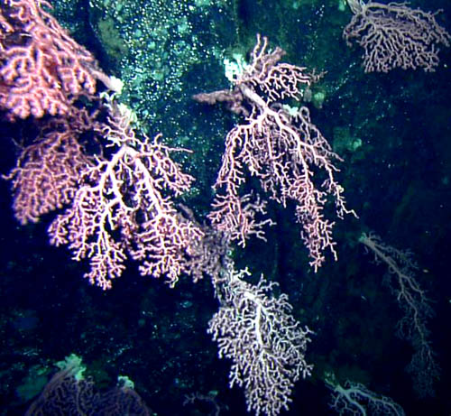 bubblegum_corals