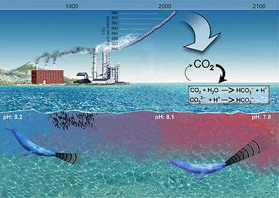 co2-whales-400