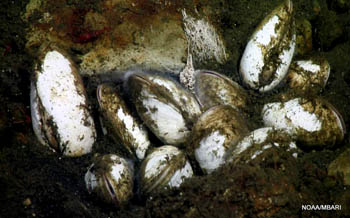 Chemosynthetic cold seep clams cluster over a methane seep near the top of Sur Ridge.