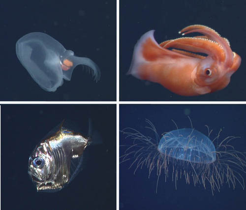 Upper left: Bruce Robison is working on describing the "Mystery Mollusc", which earned that name the first time the midwater lab observed it. They had no idea what kind of invertebrate it was. As it turns out, it’s closely related to sea slugs. Upper right: Octopoteuthis deletron is a squid, but has only eight arms. The arms also have glowing tips. Lower left: The hatchetfish, Sternoptyx obscura has light organs that produce light to help it blend into the ambient light that a predator below might see when looking up. Lower right: Halitrephes maasi is an uncommon jelly, seen less than a dozen times by MBARI ROVs in 25 years of operations.