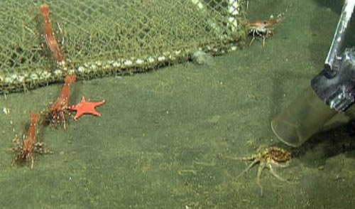 Collecting a young octopus using the ROV suction sampler. We will use the 20 octopi collected to study their tolerance to ocean acidification in laboratory experiments. Several spot prawns can be seen watching the action.