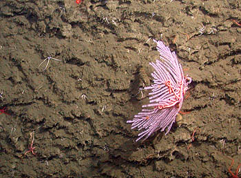 Corals with hard skeletons, such as this one, are only occasionally found clinging to the steep walls of Monterey Canyon. This may, in part be due to the fact that canyon walls are often coated in mud. This mud, however, supports other animal species, including brittle stars, worms, and sea cucumbers, which are rarely found on seamounts. Image: © 2005 MBARI