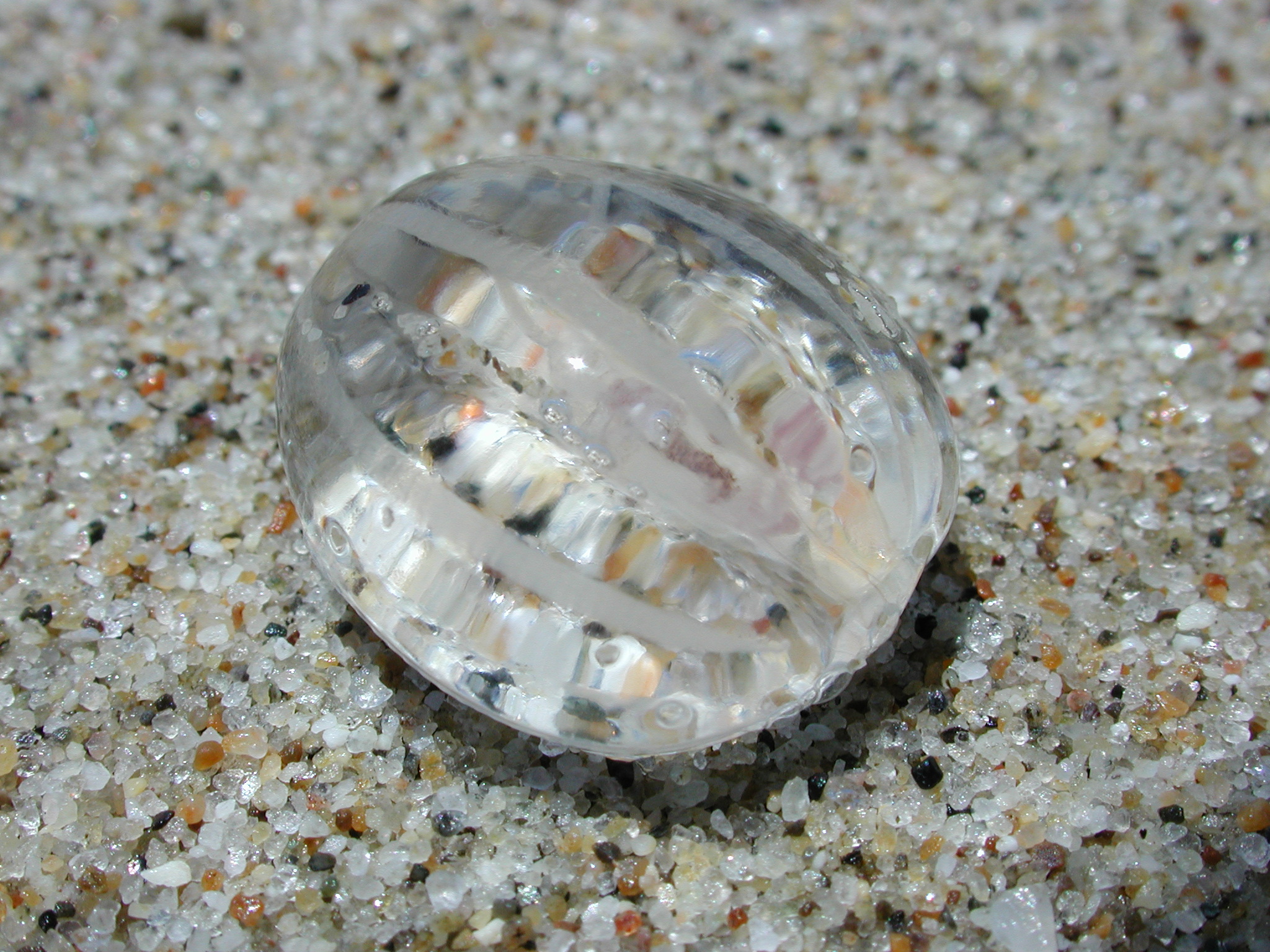 ctenophore-beach