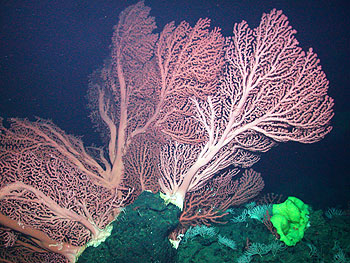 Deep-water corals on the crest of Davidson Seamount grow to over two meters (6 feet) tall. Although these corals are not unique to seamounts, they often grow particularly large and lush in these unique underwater habitats. Image: © 2006 NOAA / MBARI