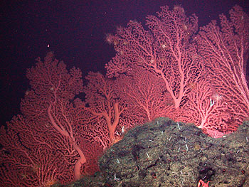 Image credit: (c) 2006 MBARI / NOAA