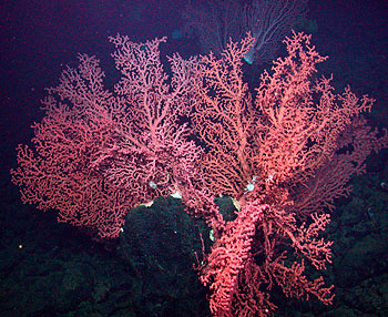 Image credit: (c) 2006 MBARI / NOAA