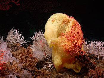 This photograph shows a large, yellow