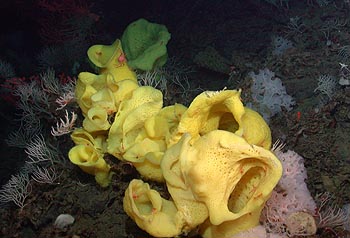 Image credit: (c) 2006 MBARI / NOAA
