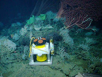 Marine biologists still do not know exactly why corals and sponge grow so large and abundant on seamounts. However, studies using current meters, such as this one on Davidson Seamount, may provide clues. Image: © 2006 NOAA / MBARI