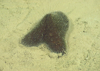 Deep-sea heart urchins such as this Echinocrepis rostrata showed less dramatic population changes than did the sea cucumbers at Station M. However, their increases in abundance generally coincided with decreases in the sizes of individual animals. Ruhl hypothesizes that this may reflect