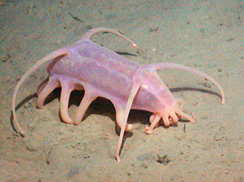 Sea cucumbers like this Scotoplanes globosa are some of the most common animals observed at Station M. This species ranged from about 50 to 100 mm (two to four inches) long. It became 100 times more common in 2001 and 2002 compared with previous years. Image:(c) 2005 MBARI