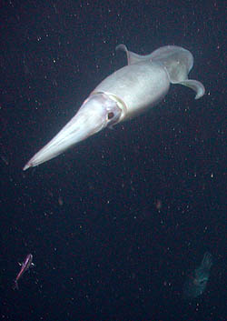 Humboldt squid are active predators on small fish such as the lanternfish in the lower left corner of this photograph. Image: (c) 2003 MBARI