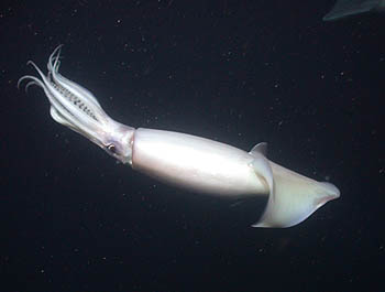 Growing up to two meters (six feet) long, Humboldt squid are formidable predators that hunt krill and a variety of fishes. Their normal habitat is within the tropical and subtropical waters of the East Pacific. Over the last few years, however, Humboldt squid have begun moving into cooler-water areas such as Central California. Image: (c) 2003 MBARI