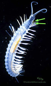 New species of deep-sea worms release glowing "bombs"  MBARI
