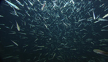 MBARI's remotely operated vehicle Ventana captured this image on its video cameras as it passed through this dense school of hake in Monterey Bay. Image: (c) 2004 MBARI