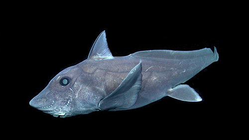 The pointy-nosed blue chimaera really gets around • MBARI