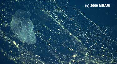 This photograph, taken by MBARI's remotely operated vehicle Tiburon, shows a close-up view of a larvacean's inner filter. A larger large outer net filters out coarse particles. The larvacean itself is too small to be seen in this image. Image credit: (c) 2000 MBARI