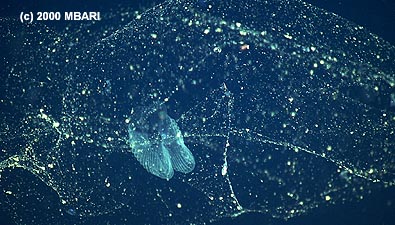 This photograph, taken by the remotely operated vehicle Tiburon, shows a larvacean's inner filter (the translucent butterfly-shaped object), embedded in an outer filter that removes coarse particles. The larvacean itself is too small to be seen in this image. Image credit: (c) 2000 MBARI