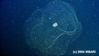 This photograph, taken by the remotely operated vehicle Ventana, shows a larvacean's 