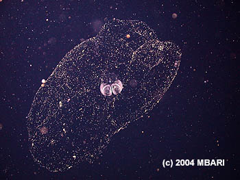 This photograph, taken by the remotely operated vehicle Tiburon, shows a larvacean's 