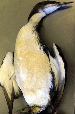 This loon was one of the many seabirds that washed up on the beaches of Monterey Bay in November 2007. Photo by Melissa Miller (California Department of Fish and Game)