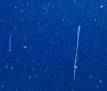 The primary animal that was collected and respired by the MRS was a very abundant siphonophore, Nanomia bijuga.