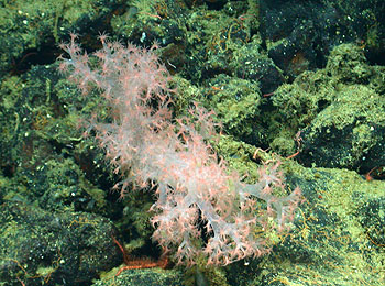 This close-up view of Gersemia juliepackardae shows its small pink polyps, whose tentacles catch food particles that drift by on the ocean currents.