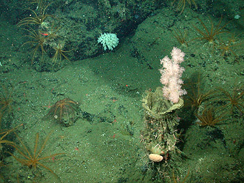 The Gersemia juliepackardae coral lives on rocky deep-sea outcrops from about 500 to 2,000 meters below the surface. Sometimes, as in this photograph, it grows on top of deep-sea sponges.