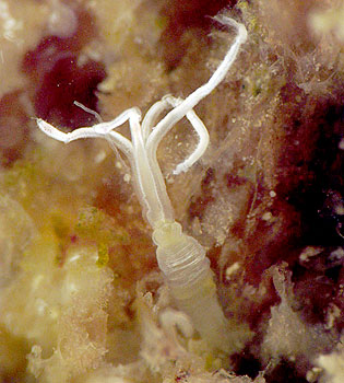 This type of boneworm is so small that it is barely visible to the naked eye. Image credit: © 2009 Greg Rouse