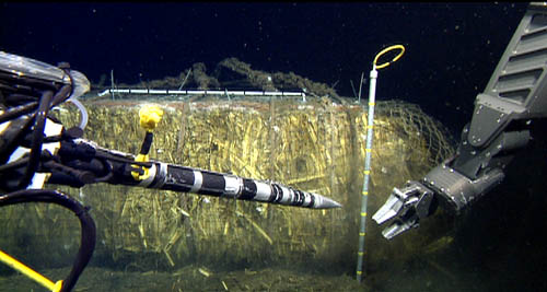 The ROV-operated oxygen probe and pore fluid sampler about to be inserted into the corn bale.