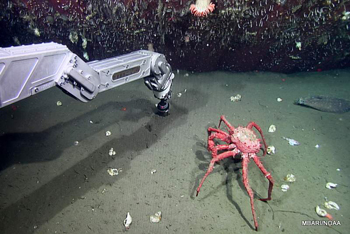 robotic-arm