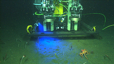 This computer drawing shows the Benthic Rover illuminating the seafloor with a blue light that causes chlorophyll to fluoresce. Such fluorescence can help scientists tell if blooms of microscopic marine algae have recently settled down onto the seafloor, where they may provide food for deep-sea organisms. Image credit: (c) 2009 MBARI