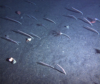 This photograph, taken by the Benthic Rover, shows a typical patch of seafloor at a depth of about 900 meters off the coast of Monterey Bay. The animals in the photo include two different kinds of sea pens, snails, anemones, a hermit crab, and a rockfish. Image credit: (c) 2009 MBARI