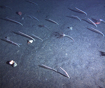 This photograph, taken by the Benthic Rover, shows a typical patch of seafloor at a depth of about 900 meters off the coast of Monterey Bay. The animals in the photo include two different kinds of sea pens, snails, anemones, a hermit crab, and a rockfish. Image credit: (c) 2009 MBARI