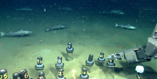 A school of sablefish can be seen in the background as we sample the sediments beneath an urchin exclusion cage that has been moved aside.