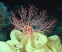 seamounts-sponge-200