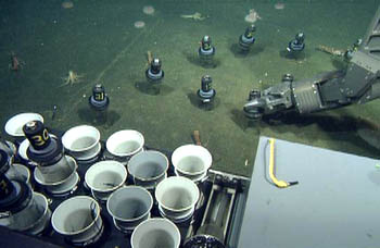 Collecting sediment cores from an urchin cage location (after the cage was removed). The sediment samples will be sieved to separate the small animals (macrofauna) to be later identified and counted in the lab.