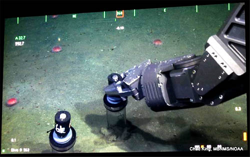 The robotic arm of the ROV Doc Ricketts pushes a core sampler into the muddy seafloor to collect sediment for analyses of the macrofauna (small worms and crustaceans) inhabiting the sediment. Over 60 cores were collected today, along with several fragile deep sea urchins. Our research team will use these collections to help understand the effects urchins have on the sediment-dwelling animals (macrofauna) as well as determine rates of growth and reproduction for the urchins.